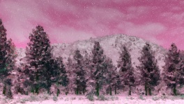 Snowy Pine Forest