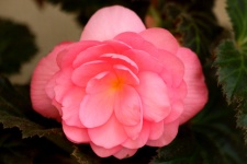 Soft Pink Begonia
