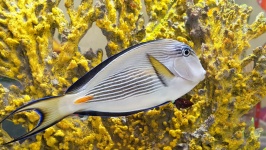 Sohal Tang Surgeonfish