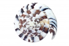 Spiral Sea Shell