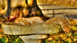 Squirrel In Birdbath