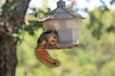 Squirrel On Bird Feeder