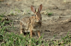 Startled Cotton-tail Rabbit