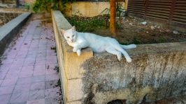 Stray Cat In Greece