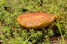 Surrounded Bolete Mushroom