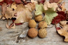 Sycamore Seed Balls And Leaves