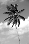Tall Palm Tree