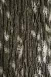 Texture Of Tree Trunk