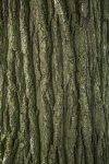Texture Of Tree Trunk