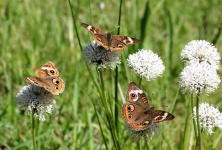 Three Buckeye Butterflies In Field
