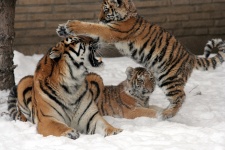 Tiger And Cubs