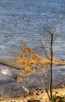 Tree By Lake