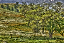 Tree In The Meadow