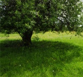 Tree On A Clearing With Green Grass