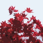 Treetop Red Autumn Leaves