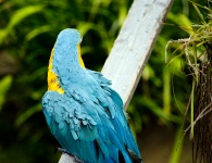 Turquoise Macaw