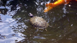 Turtle In Pond