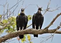 Two Black Buzzards In Tree