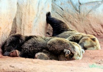 Two Lazy Bears