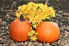 Two Pumpkins And Fall Flowers