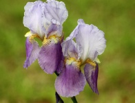 Two Purple Bearded Iris