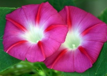 Two Purple Morning Glory Flowers