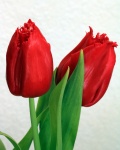 Two Red Tulips Close-up