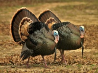 Two Tom Turkey In Fall