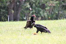 Two Turkey Buzzards In Field