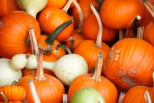 Various Pumpkins