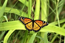 Viceroy Butterfly On Grass