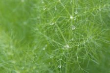 Water Drops On Dill