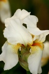 White Bearded Iris Close-up