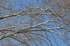 White Plane Tree Branches