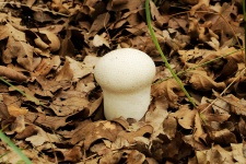White Puffball Mushroom