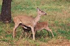 White Tail Deer Nursing Fawns