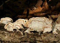 White Turkey Tail Bracket Fungus