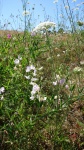 Wild Carrot And Sweet Pea