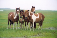 Wild Horses