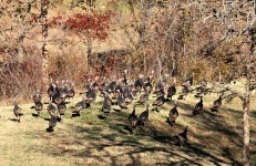 Wild Turkey On Pond Dam