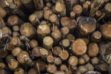 Woodpile From Big Logs