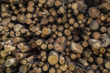 Woodpile From Big Logs