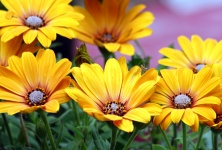 Yellow African Daisies 2