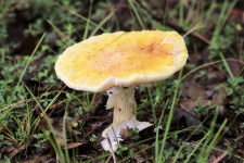 Yellow Amanita Muscaria Mushroom