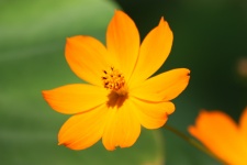 Yellow Coreopsis In Summer