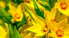 Yellow Flowers HD Wallpaper