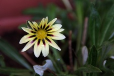 Yellow Gazania Flower