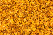 Yellow Leaves Background