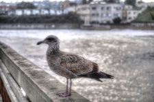 Young Gull On Pier