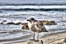 Young Gull On Rock